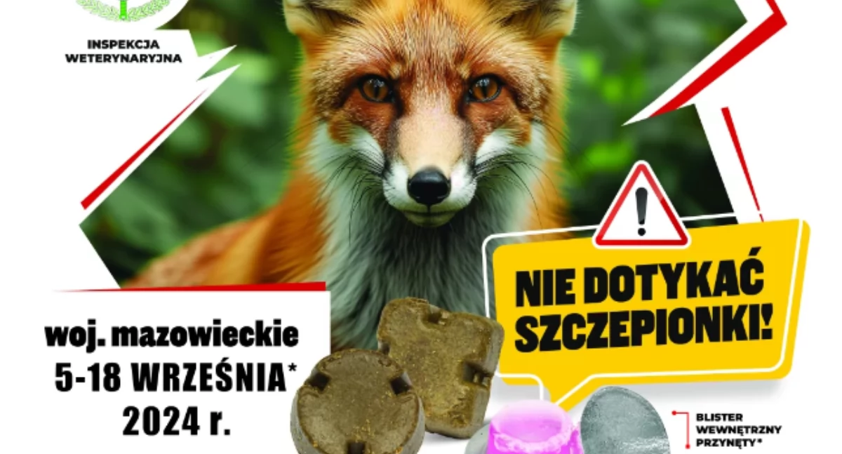 weterynaria, AKCJA SZCZEPIENIA LISÓW WOLNO ŻYJĄCYCH PRZECIWKO WŚCIEKLIŹNIE - zdjęcie, fotografia