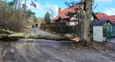 DRZEWO ZATARASOWAŁO JEZDNIĘ W HORNÓWKU